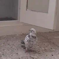 کبوتر پرشی|پرنده|ری, فیروزآبادی|دیوار