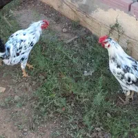 تخم مرغ نطفه دار گلین