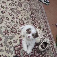 سگ‌ماده ۶ماهه