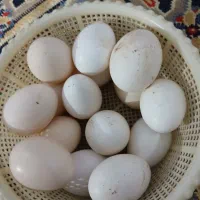 تخم مرغ گلین اصل