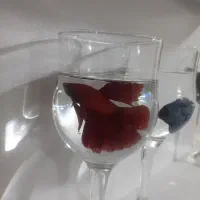 دو عددماهی فایتر بسیار زیبا خوش نقش  یک عدد ماده