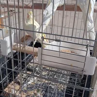 عروس هلندی|پرنده|محمدشهر, محمدشهر|دیوار