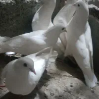 مایع کبوتر جفت