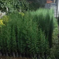 لاوسون ،سروشیراز ،پالم ،افرا|گل و گیاه طبیعی|رودسر, |دیوار