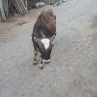 گوساله نر