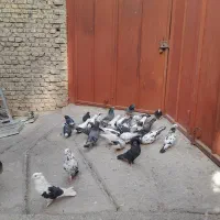 کبوتر
