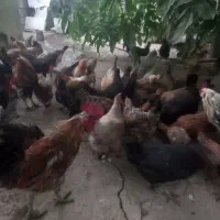 مرغ خروس لرس اصیل