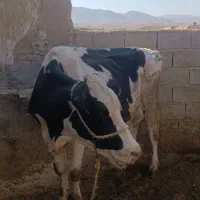 گاو‌سمینتال‌باگوساله