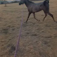 کره اسب مادیان نوه رخش نوربخش