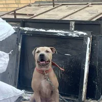 واگذاری سگ پیتبول عراقی پژدر الابای ژرمن سرابی