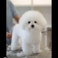 سگ نژاد بیشون فرایز وارداتی از روسیه