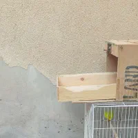 قفس پرنده مناسب قناری عروس هلندی و..|لوازم جانبی حیوانات|فردوس (خراسان), |دیوار