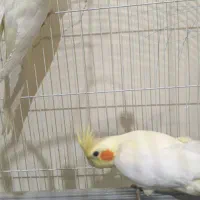 یک جفت عروس هلندی نر ماده