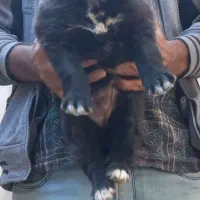 واگذاری توله قدرجونی دوماه