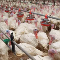 مزرعه بوقلمون گوشتی ارگانیک تحویل درب مزرعه