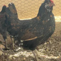 فروش تخم مرغ گلین لری