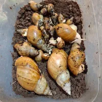 قیمت توافقی|خزنده|شیراز, کفترک|دیوار