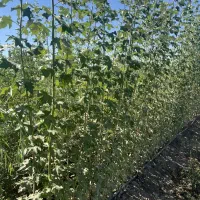 فروش نهال کبوده همراه با مشاوره کاشت|خدمات باغبانی و درختکاری|مهران (ایلام), |دیوار