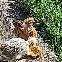 جوجه لهستانی