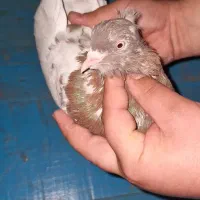 کبوتر کله طوقی|پرنده|سمنان, |دیوار