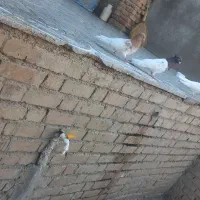 کبوتر