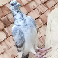 چند عدد کبوتر مسافتی سرحال|پرنده|پارسآباد, |دیوار