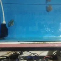 فروش انواع ماهی های زینتی خاص و کمیاب.|ماهی|سمنان, |دیوار