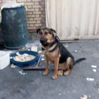 سگ نگهبان|سگ|رباطکریم, شهرک صنعتی نصیرآباد|دیوار