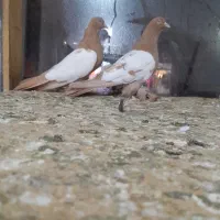 کبوتر|پرنده|تبریز, |دیوار