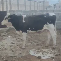 گوساله نر سیمینتال گاو|حیوانات مزرعه|شیراز, ظفرآباد|دیوار