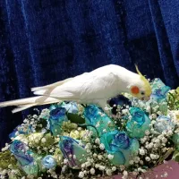 عروس هلندی سخنگو دستی|پرنده|دوگنبدان, |دیوار