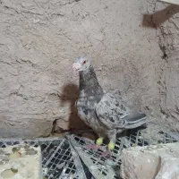 کبوتر سرور نر