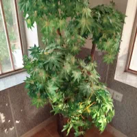 گل مصنوعی|گل مصنوعی|شهرکرد, |دیوار