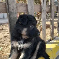 توله سگ ژرمن شپرد شولاین موبلند نر