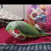 جوجه شاه طوطی۷ ماهه|پرنده|شادگان, |دیوار