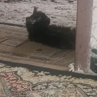 گربه رایگان