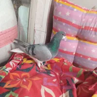 دمگیر خرقه سفت وشوخ|پرنده|خمینیشهر, |دیوار