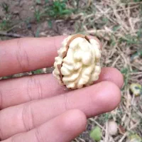 گردو بدون پوست ولی تر