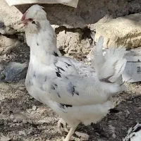 مرغ و خروس گلین