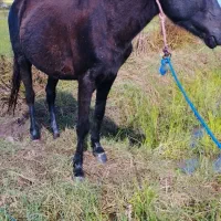 مادیان مشکی آبستن 5سال|اسب و تجهیزات اسبسواری|پرهسر, |دیوار