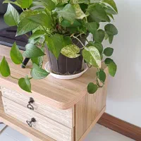 گل پتوس و سانسوریا و آگلونما|گل و گیاه طبیعی|شیراز, طلاب|دیوار