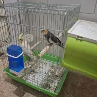 ۲ جفت عروس هلندی