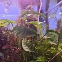 آکواریوم حرفهای پلنت|ماهی|تهران, شهرآرا|دیوار