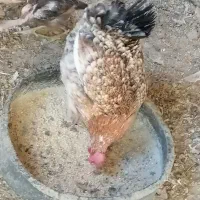 مرغ گلین کرچ تخته|حیوانات مزرعه|کشکوئیه, |دیوار