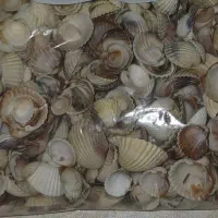 صدف دریایی ریز و درشت 300 گرم