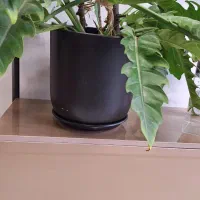 گل مقاوم|گل و گیاه طبیعی|قم, انسجام|دیوار