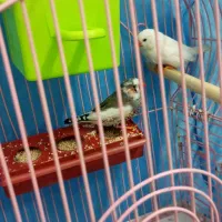 یک جفت فنچ بنگالی همراه لوازم قفس|پرنده|کرج, کمالشهر|دیوار