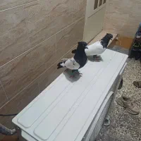 کفتر دم سفید سینه ای طوقی معاوضه دارم