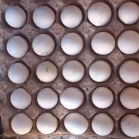تخم مرغ نطفه دار و تخم اردک