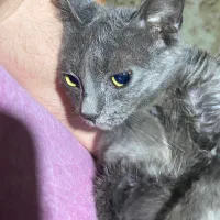 واگذاری فروش گربه russian blue